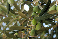 kreta_57.jpg
