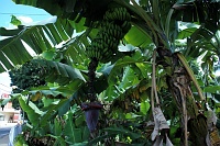 mauritius_10.jpg