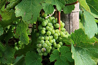 mosel_11.jpg
