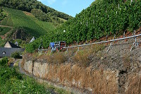 mosel_20.jpg